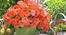 Cum să crească o Delphinium din semințe, casa frumoasa si gradina (frumos) Cum să crească o Delphinium din semințe, casă frumoasă și grădină