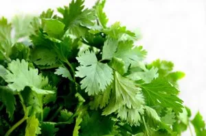 Cum să crească coriandru (coriandru), în grădina lui, sfaturi privind plantarea și îngrijirea unei plante