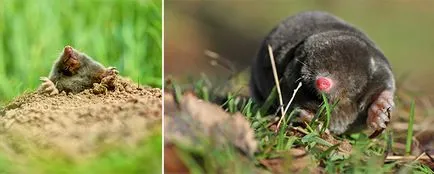 Cum pentru a vedea animalele 1