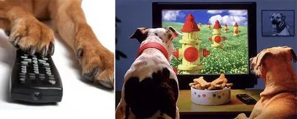 Cum pentru a vedea animalele 1
