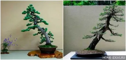Cum să crească bonsai în home video și fotografie, stiluri de bonsai