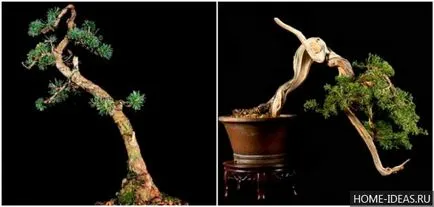 Cum să crească bonsai în home video și fotografie, stiluri de bonsai