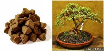 Cum să crească bonsai în home video și fotografie, stiluri de bonsai