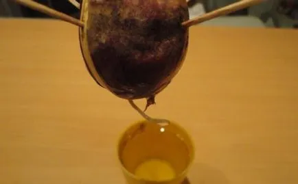 Cum să crească un avocado dintr-o piatră la pas acasă cu instrucțiuni pas cu fotografii și recenzii video,