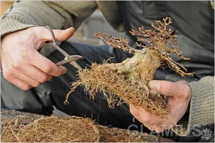 Cum să crească bonsai (la domiciliu) (cresc) Cum să crească bonsai (la domiciliu)