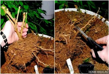 Cum să crească bonsai în home video și fotografie, stiluri de bonsai