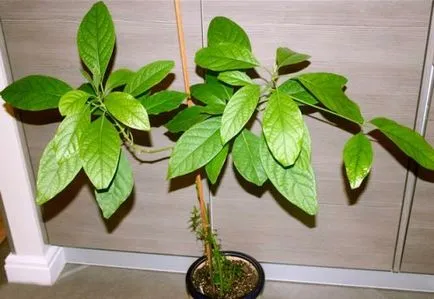 Ca avocado cresc din os - doua metodă dovedită (cresc) Cum să crească un avocado dintr-o piatră - două modalități de dovedit