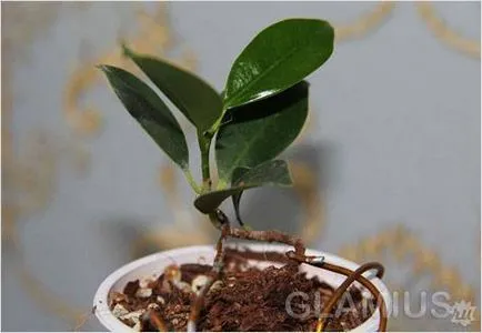 Cum să crească bonsai (la domiciliu) (condiții) Cum să crească bonsai (la domiciliu)