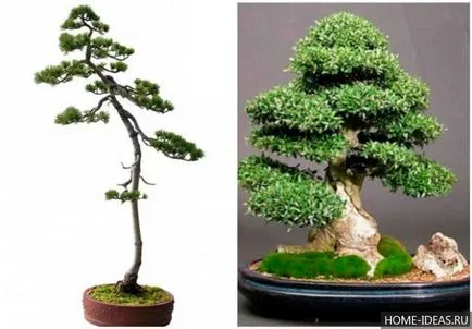 Cum să crească bonsai în home video și fotografie, stiluri de bonsai