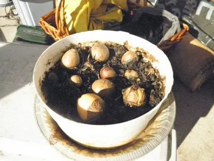 Cum să crească un avocado dintr-o piatră la pas acasă cu instrucțiuni pas cu fotografii și recenzii video,