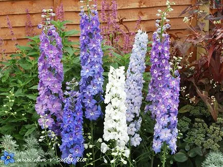 Cum să crească o Delphinium din semințe, casa frumoasa si gradina (frumos) Cum să crească o Delphinium din semințe, casă frumoasă și grădină