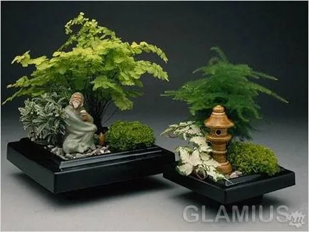Cum să crească bonsai (la domiciliu) (cum să crească bonsai) Cum să crească bonsai (la domiciliu)