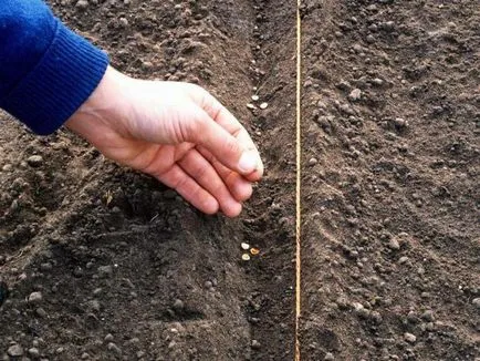 Cum să crească în napi deschise caracteristici la sol, de întreținere, de plantare și soiuri (în special) Cum să crească în napi deschise caracteristici la sol, de întreținere, de plantare și soiuri