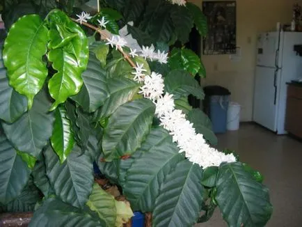 Cum să crească un copac de cafea acasă, în special cultivarea (cafea) Cum să crească un copac de cafea acasă, în special în cultură
