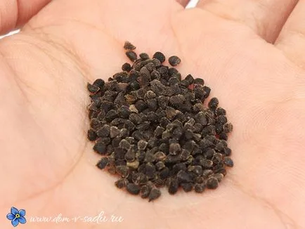 Cum să crească o Delphinium din semințe, casă frumoasă și grădină (să crească) Cum să crească o Delphinium din semințe, casă frumoasă și grădină