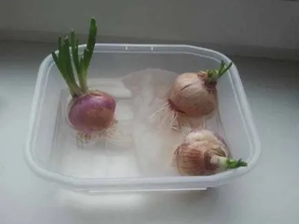 Cum să crească ceapa pe pervazul ferestrei, un blog Iriny Zaytsevoy