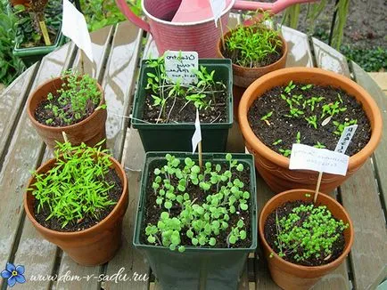 Cum să crească o Delphinium din semințe, casă frumoasă și grădină (semințe de Delphinium să crească) Cum să crească o Delphinium din semințe, casă frumoasă și grădină