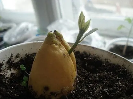 Cum să crească un avocado dintr-o piatra in casa, care a fost fructul
