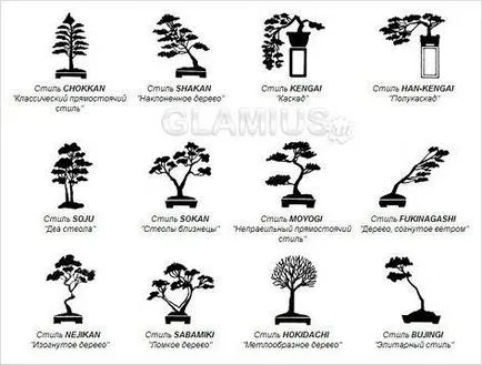 Cum să crească bonsai (la domiciliu) (acasă) Cum să crească bonsai (la domiciliu)