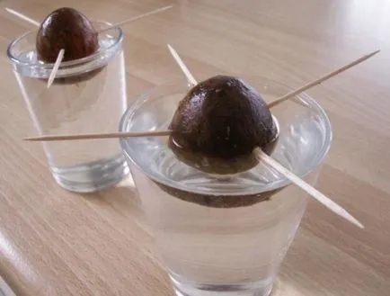 Cum să crească un avocado dintr-o piatră la pas acasă cu instrucțiuni pas cu fotografii și recenzii video,