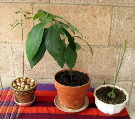 Cum să crească un avocado dintr-o piatră la pas acasă cu instrucțiuni pas cu fotografii și recenzii video,
