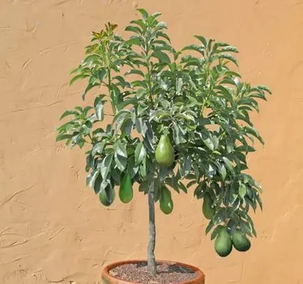 Cum să crească un avocado dintr-o piatra in casa, care a fost fructul