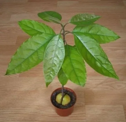 Ca avocado cresc din os - doua metodă dovedită (osoasă) Cum să crească un avocado dintr-o piatră - două modalități de dovedit
