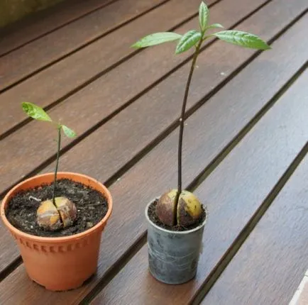 Ca avocado cresc din os - doua metodă dovedită (avocado) Cum să crească un avocado dintr-o piatră - două modalități de dovedit