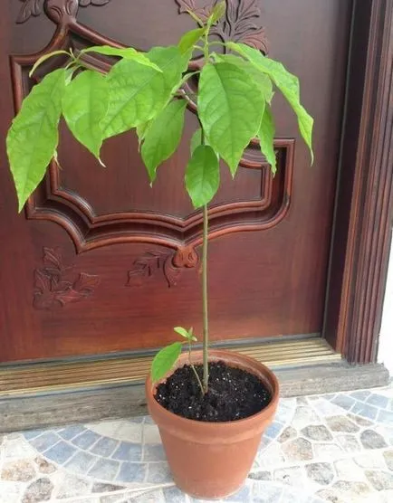 Ca avocado cresc din os - două proces dovedit (metoda) Cum să crească un avocado dintr-o piatră - două modalități de dovedit