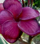 Cum să crească din semințe de plumeria la pas acasă cu instrucțiuni pas cu fotografii și video, în continuare (intern) Cum să crească din semințe de plumeria la pas acasă cu instrucțiuni pas cu fotografii și video, în continuare