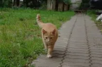 Cum de a trage ticăitul unei pisici, cele mai eficiente metode