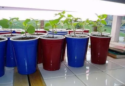 Cum să crească un măr de la plantarea semințelor și îngrijirea