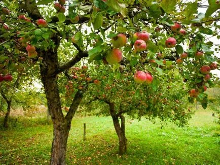 Cum să crească un măr de la plantarea semințelor și îngrijirea