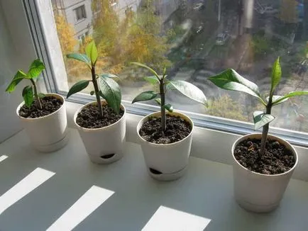 Cum să crească din semințe de plumeria la pas acasă cu instrucțiuni pas cu fotografii și video, alte condiții () Cum să crească din semințe de plumeria la pas acasă cu instrucțiuni pas cu fotografii și video, în continuare