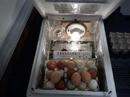 Ca eclozare într-un incubator la domiciliu (home) Ca eclozare într-un incubator la domiciliu