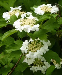 Kalina de reproducere și de reproducere (Viburnum) cultivarea și recoltarea Kalina