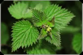 Cum de a proteja plantele