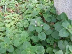 Cum de a proteja plantele