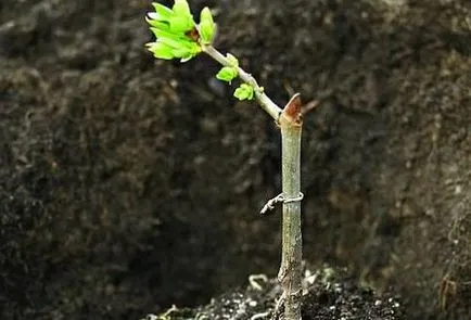 Kalina plantare de primăvară și de îngrijire (îngrijire) Kalina de plantare de primăvară și de îngrijire