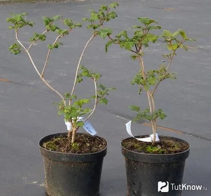 cultivare Kalina, îngrijire, plante de tăiere