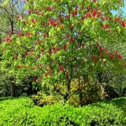 plantare castan cal și de îngrijire în câmp deschis, soiuri foto, cultivare și reproducere, boli și (castan) plantare de cai de castan și de îngrijire în câmp deschis, soiuri foto, cultivare și de reproducere, a bolilor și