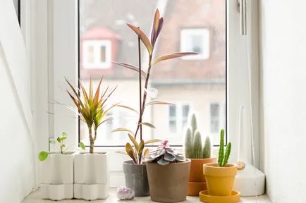 Ghiveci imagini în design interior și idei decât ghivece pentru flori este diferit de oala