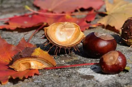 plantare castan cal și de îngrijire în câmp deschis, soiuri foto, cultivare și reproducere, boli, și (aterizare) plantare de cai de castan și de îngrijire în câmp deschis, soiuri foto, cultivare și de reproducere, a bolilor și