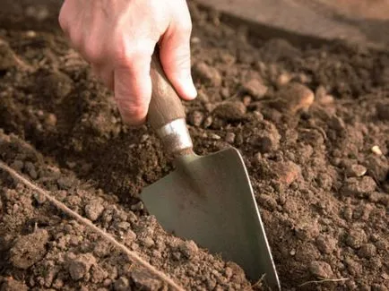 Cilantro - cultivarea din semințe prin butașilor și de plantare în sol deschis film