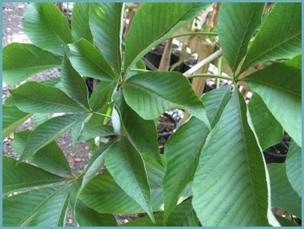 plantare castan cal și de îngrijire în câmp deschis, soiuri foto, cultivare și reproducere, boli, și (aterizare) plantare de cai de castan și de îngrijire în câmp deschis, soiuri foto, cultivare și de reproducere, a bolilor și
