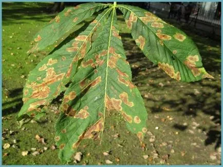 plantare castan cal și de îngrijire în câmp deschis, soiuri foto, cultivare și reproducere, boli și (îngrijire) plantare de cai de castan și de îngrijire în câmp deschis, soiuri foto, cultivare și de reproducere, a bolilor și