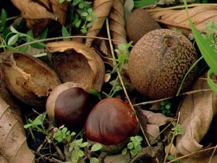 plantare castan cal și de îngrijire în câmp deschis, soiuri foto, cultivare și reproducere, a bolilor și (sol) plantare de cai de castan și de îngrijire în câmp deschis, soiuri foto, cultivare și de reproducere, a bolilor și