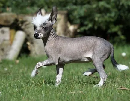 Chineză îngrijire Crested câine și de întreținere, precum și evaluări ale proprietarilor (Crested) Chineză îngrijire Crested câine și de întreținere, precum și recenzii ale proprietarilor