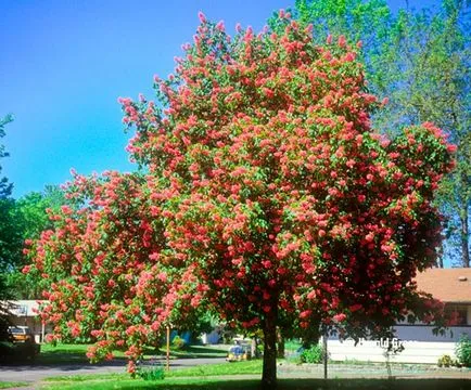 plantare castan cal și de îngrijire în câmp deschis, soiuri foto, cultivare și reproducere, boli, și (aterizare) plantare de cai de castan și de îngrijire în câmp deschis, soiuri foto, cultivare și de reproducere, a bolilor și