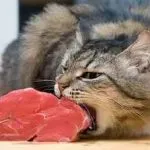 Cat refuză să mănânce și o mulțime de motive de greutate și doarme tot timpul, apa bea doar ce să facă,